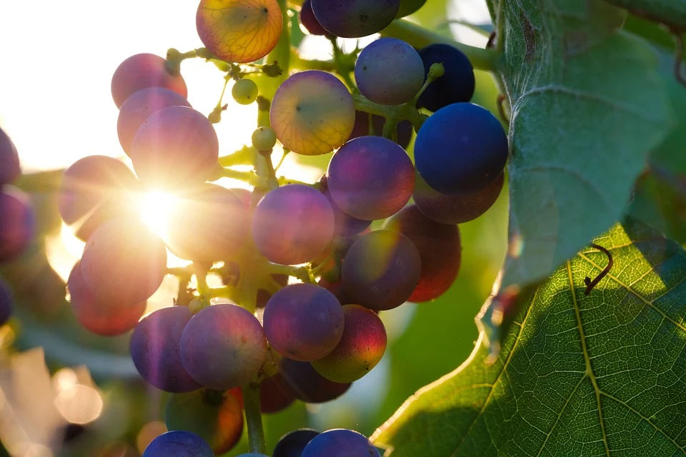 Les vignerons